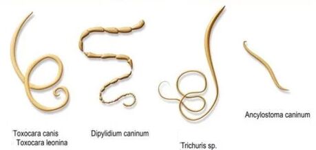 σκουλήκια και τα ονόματά τους