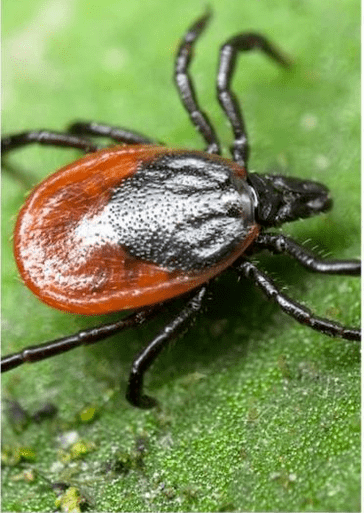 εκτοπαρασίτες