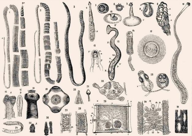 Τύποι παρασίτων