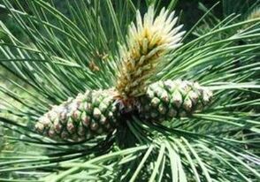 Πεύκο για τον καθαρισμό του σώματος των παρασίτων