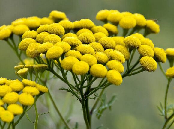 tansy - ένα φάρμακο για τα παράσιτα